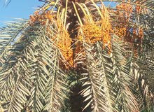 رطب الواحات البحرية رطب الواحات البحرية