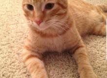 American orange tabby American orange tabby