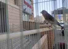 بيعه سريعه بيعه سريعه
