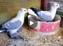 حمام للبيع حمام للبيع