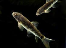Gara Cleaner Fish 4pc Gara Cleaner Fish 4pc