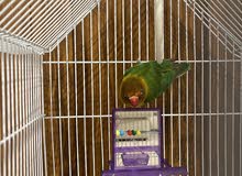 مطلوب ذكر Lovebird مطلوب ذكر Lovebird