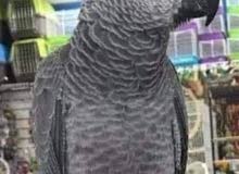 ببغاء زنجباري عين كحلة ببغاء زنجباري عين كحلة