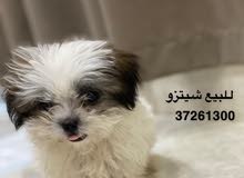 شيتزوو شيتزوو