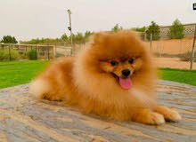 بومرنين لتلقيح pomeranian for mating بومرنين لتلقيح pomeranian for mating