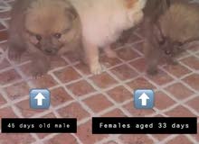 Pomeranian pure dogs Pomeranian pure dogs