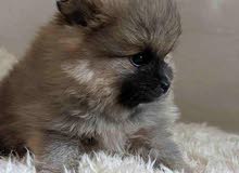 pormorian puppy pormorian puppy