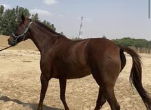 horse for sale horse for sale