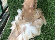 زوج كشكي اصفر مخاليف زوج كشكي اصفر مخاليف