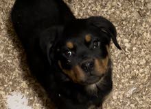 Rottweiler Vom family Rottweiler Vom family