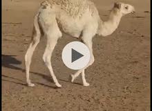 خلفه للبيع تحتها بكره خلفه للبيع تحتها بكره