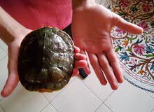 pet Turtle pet Turtle