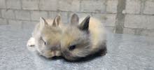 ارانب سنامى شعر كثيف rabbit senamy ارانب سنامى شعر كثيف rabbit senamy