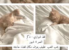 قط شيرازي قط شيرازي