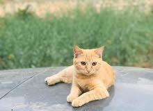 قطه لتبني قطه لتبني