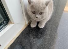 British kitten cat,القط البريطاني الصغير British kitten cat,القط البريطاني الصغير