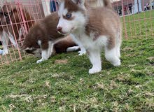 Siberian Husky Siberian Husky
