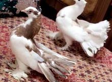 حمام عرايس الزوج ب 25 حمام عرايس الزوج ب 25