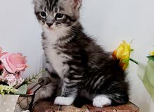 10000-12000dhs each pure maine coon kittens with pedigrees 10000-12000dhs each pure maine coon kittens with pedigrees