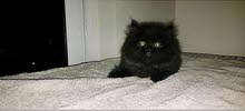 قطة انثى شيرازي Persian female kitten قطة انثى شيرازي Persian female kitten