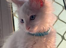 MaineCoon ذكر - العمر شهرين MaineCoon ذكر - العمر شهرين