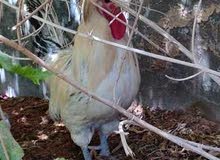 Polish Chickens (بولش( Polish Chickens (بولش(