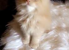 قط شانشيلا عمره شهرين قط شانشيلا عمره شهرين