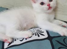 BRITISH SHORT HAIR KITTEN BRITISH SHORT HAIR KITTEN