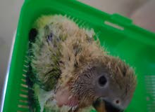 African Love Bird, Green color African Love Bird, Green color
