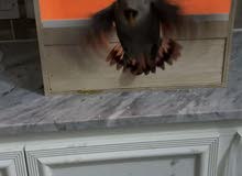 للبيع:لوفبيرد للبيع:لوفبيرد