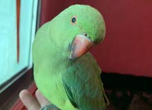 Green parrot/ Indian ringneck baby hand tamed Green parrot/ Indian ringneck baby hand tamed