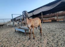 اضاحي سواكن سوداني ونعيم وقبرصي اضاحي سواكن سوداني ونعيم وقبرصي