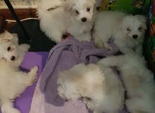 adorable white Maltese puppies 3 month old adorable white Maltese puppies 3 month old
