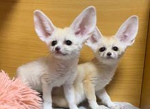 fennec foxes