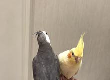 bird cockatiel bird cockatiel