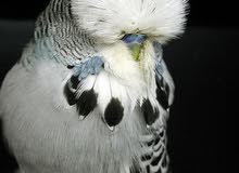 EXHIBITION BIG SIZE BUDGIES REQUIRED معرض الببغاء الكبير الحجم المطلوب EXHIBITION BIG SIZE BUDGIES REQUIRED معرض الببغاء الكبير الحجم المطلوب