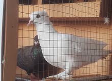 pigeon for sale pigeon for sale