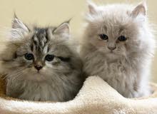 Kittens Persians Kittens Persians