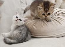 Chinchilla British female kittens 1 months 10days3700 aed female kitten. Chinchilla British female kittens 1 months 10days3700 aed female kitten.