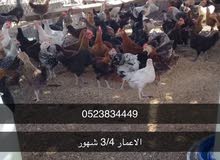 عزبه الغنامي المدام 2 عزبه الغنامي المدام 2