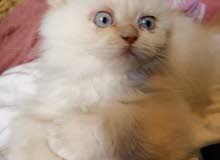Himalaya Cat Himalaya Cat
