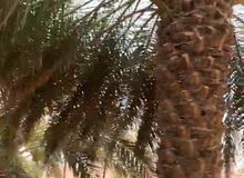 مزرعه للايجار في العين مزرعه للايجار في العين