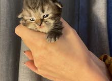 IMPORTED FROM USA - Pure Bred Siberian Kittens