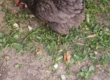 دجاج كوجي عدد4 خمس اصابع الاصلي ودجاج عرب دجاجه بياضه ودجاجتين جواهن افراخ دجاج كوجي عدد4 خمس اصابع الاصلي ودجاج عرب دجاجه بياضه ودجاجتين جواهن افراخ
