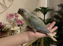 النوع:كنيور منت (اليف و لعوب) النوع:كنيور منت (اليف و لعوب)