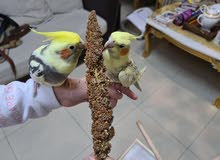 طيور كوكتيل للبيع طيور كوكتيل للبيع