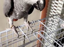 كاسكو العمر سنه ونص كاسكو العمر سنه ونص