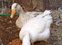 زوج بط من اصل فرنسي الانثى على بيض بعد شهر سعر الوحده 20 الزوج ب40 زوج بط من اصل فرنسي الانثى على بيض بعد شهر سعر الوحده 20 الزوج ب40