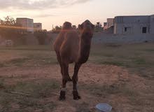 جمل الله يبارك للبيع للاستفسار اتصل0925299901 جمل الله يبارك للبيع للاستفسار اتصل0925299901