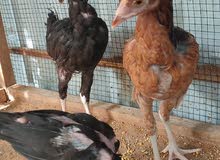 pure pakistani fighter 2 male one female 4 months old pure pakistani fighter 2 male one female 4 months old